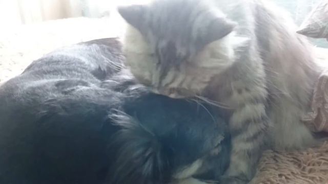 Собака и кошка милуются