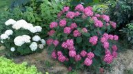 Phillip Watson Designs Invincibelle 1 pc Hydrangea Live Plant on QVC