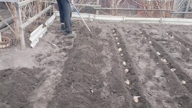 Сегодня луков день. Посадили севок. Эксперимент с картошкой. Присутствует ненормативная лексика.