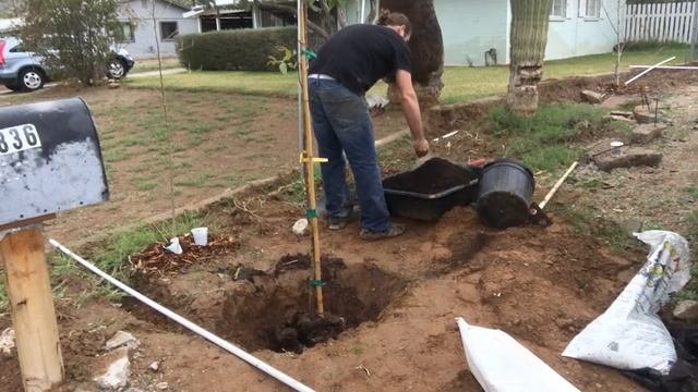 Ep 20 - Planting My New Rainbow Eucalyptus