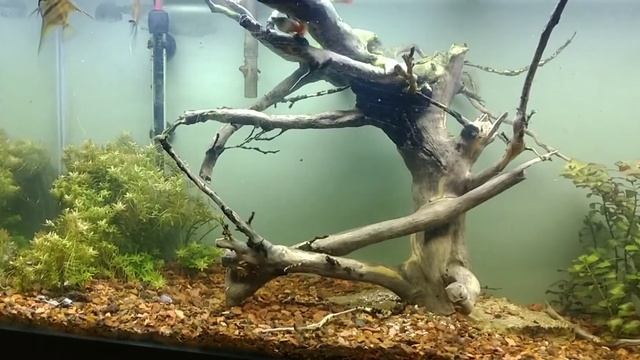MY 55 GALLON PLANTED AQUARIUM