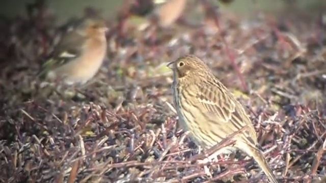 Corn Bunting