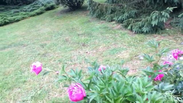 Massif central juin 2012 manifestation florale