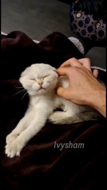 cute little Kitten /white Scottish fold.#shorts #kitten #memes #cute #cutebaby #viral #shortsvideo
