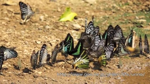 擬態蝶マカレウスタイマイ　Graphium macareus in flight