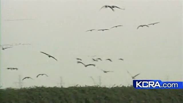 Lodi Hosts Sandhill Crane Festival