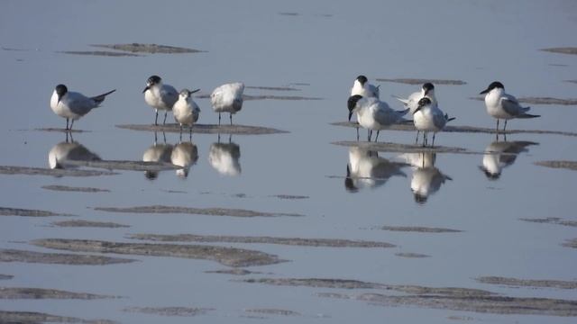 Gull-billed Tern ,Sterna zampenere (Gelochelidon nilotica)