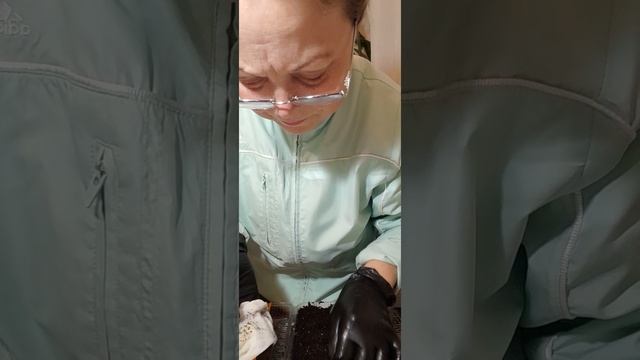 Посев семян корневого сельдерея | Ирина Родина