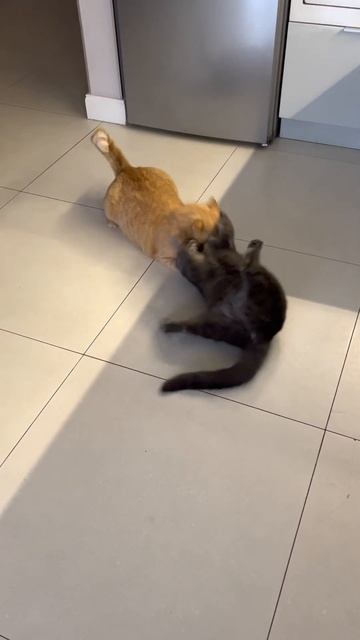 Cats Play Fighting #3 #catswrestling #russianblue #orangetabbycat