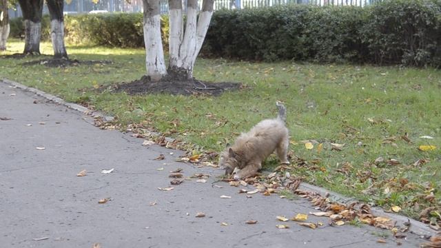 часть 5 Рыжик