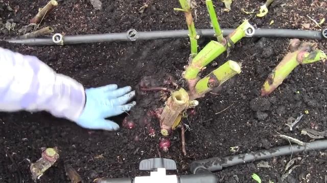 Growing & Harvesting Organic Yacon is Better than Yacon Syrup