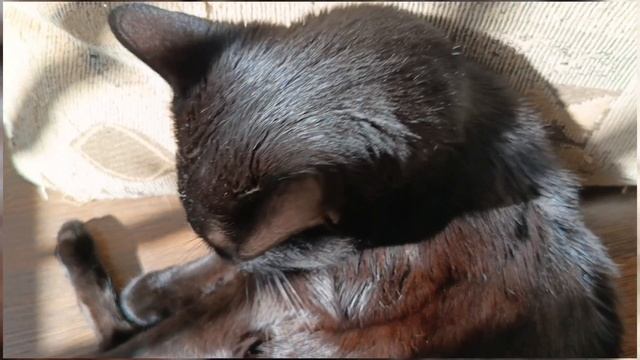 Кошачий релакс🐈⬛