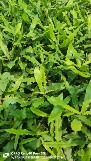 macadamia nut plant call 8011075895