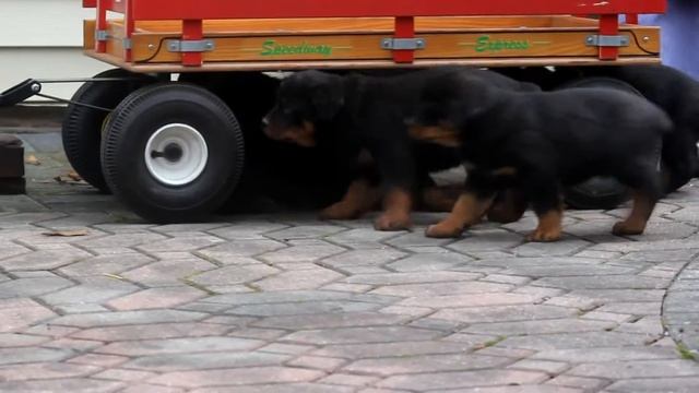 Rottweiler Puppies for Sale