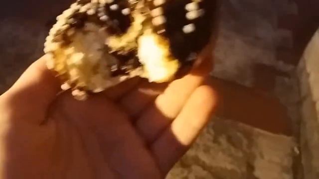 обзор на шоколадный пончик