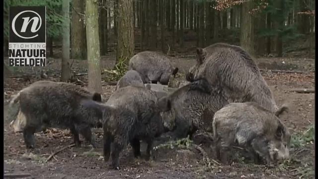 Vechtende en parende wilde zwijnen (2)