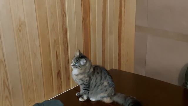 КОГДА КОШКА ВИДИТ СУЩНОСТЬ.ВЕДЬМИНА ИЗБА||ИНГА ХОСРОЕВА