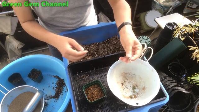 【サボテン実況】春を待ちきれずにサボテンを植え替えてみたら楽しかった