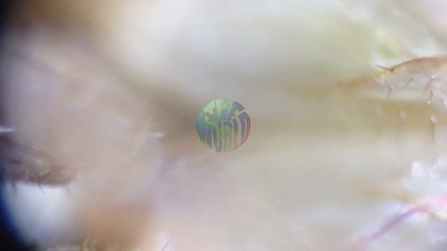 Almost forgot that this beautiful creature is a cockroach