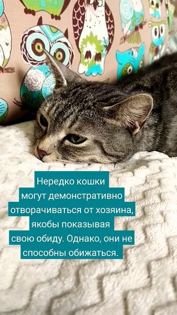 Секреты котиков. Четвёртый #cats #коты #котырулят