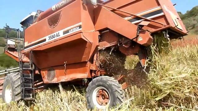 Trebbiatura sorgo 2018. Laverda 3550 Al. New Holland M160. Fiatagri 115-90. [D'Agostino-Rocci]