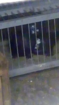 Паровка голубей