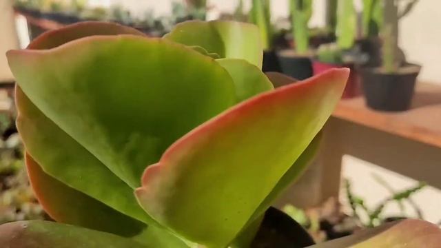 🔴 SUCULENTAS incrivelmente RESISTENTES ao sol e chuva - Ideais para INICIANTES no Cultivo.