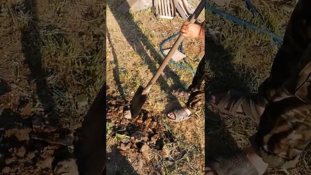 садим картофель в июне ч 2