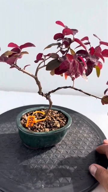 🌳LOROPETALUM NUMERO 0230🌳 WWW.BOHEBONSAI.COM