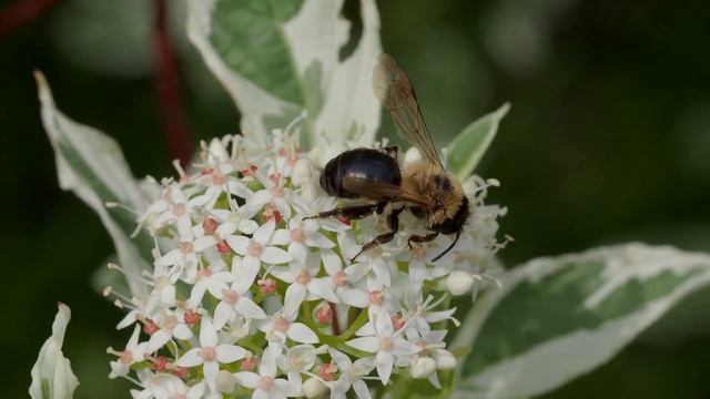 Dereń biały - wytrzymały krzew miododajny do miejskich nasadzeń