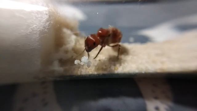 Pogonomyrmex Barbatus #1
