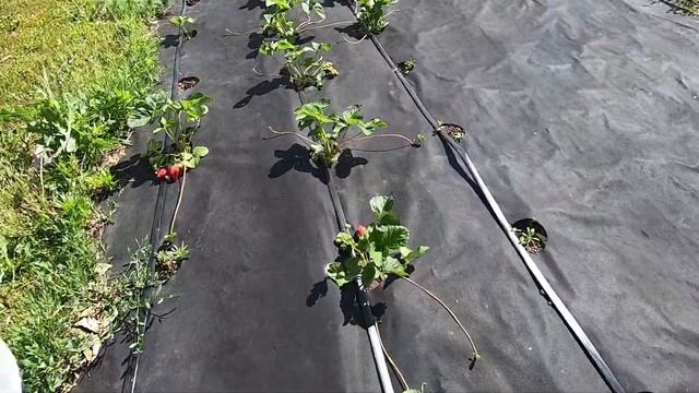 Собираю второй урожай в этом сезоне. Заработок в деревне на продаже клубники.