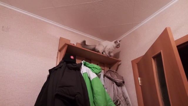 Акробатка