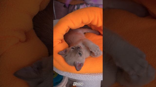 Бурманский котёнок шоколадного окраса- Zorro Freya Way
