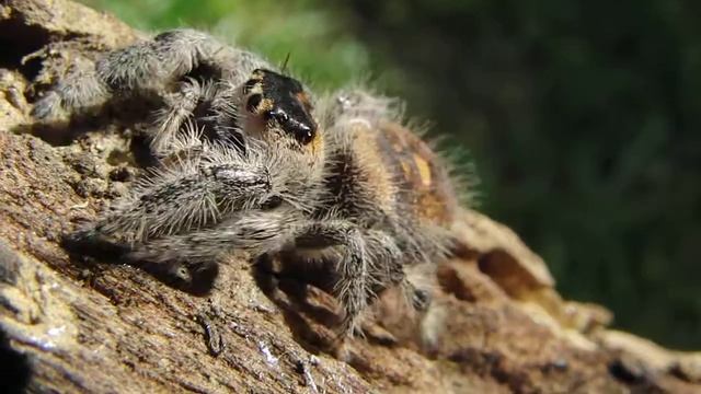 Phiddipus regius