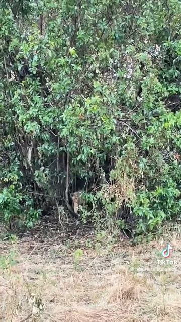 Cobra vs 🦁 Lion