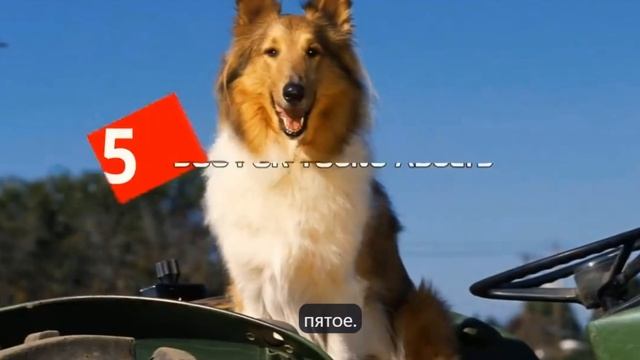 10 пород собак для молодых людей