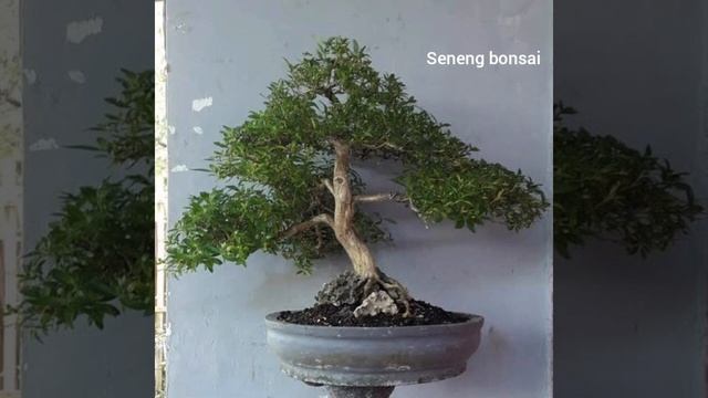 inspirasi bonsai seribu bintang/serissa