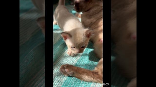 Котята Европейской Бурмы в окрасе шоколад 🍫