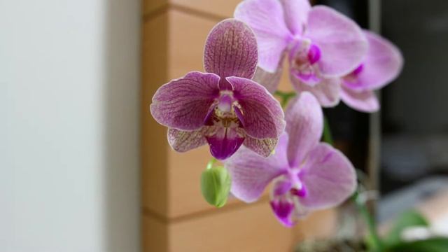 Time Lapse Orquídea