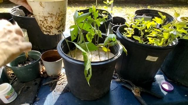 How I Propagated My Blackberry Bush By Cuttings
