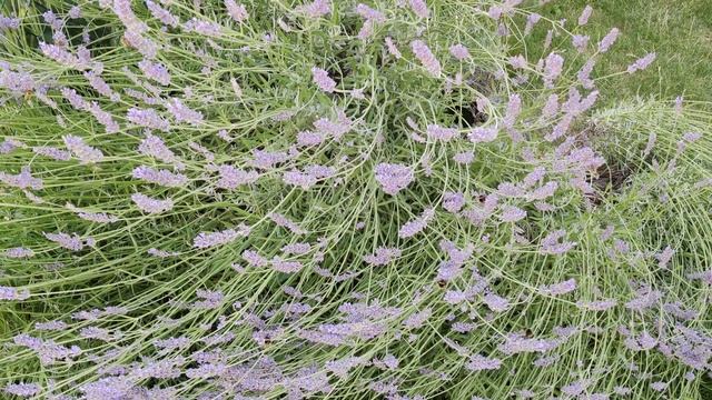 🐝 on lavender