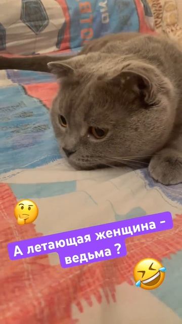 Интересно, почему? #shorts #shortvideo #коты #смешныекоты #супермен #ведьма