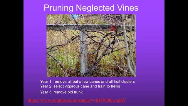 Schoharie Otsego Pruning Workshop