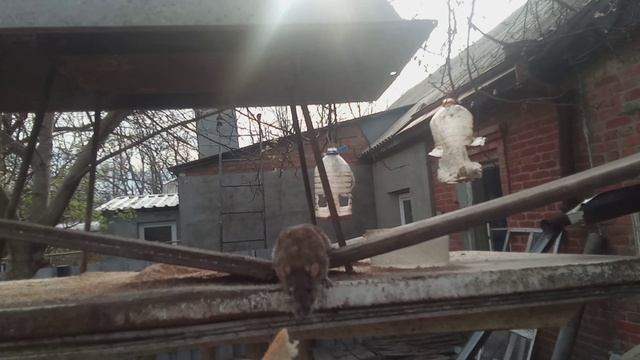 Мои домашние животные хрумкают чифан