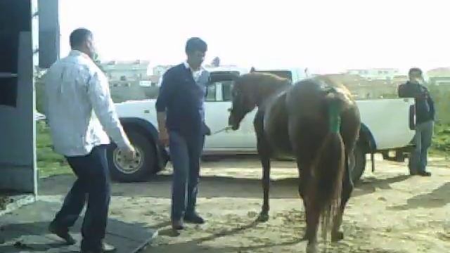 My mare's arrival: A dream come true