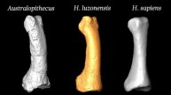 Hominin discovered by scientists could change our knowledge about evolution!