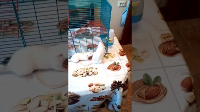 Показываем наших крыс
