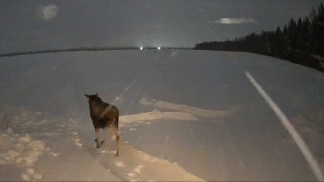 Лось пришел к вольеру для оленей