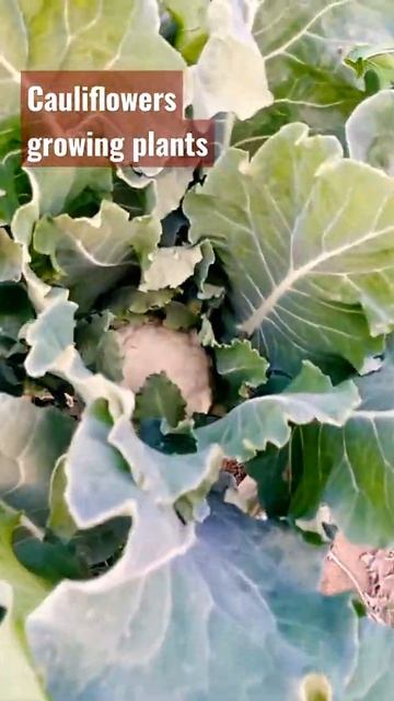 # cauliflowers growing plants.gobi #shorts #youtubeshortvideo #trending #viral #cauliflowers #gobi